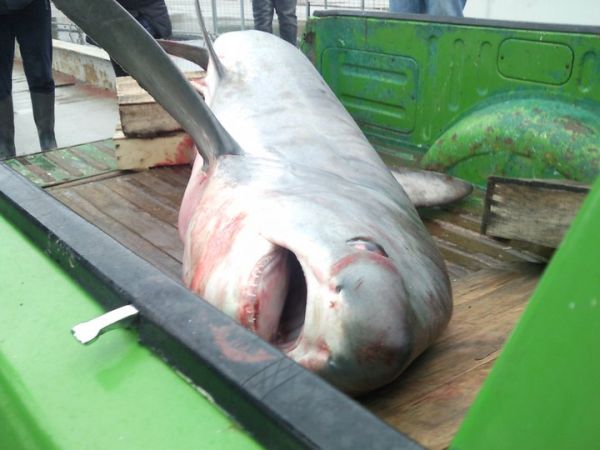 Γυναίκα ψαράς έπιασε καρχαρία στις Λιβανάτες