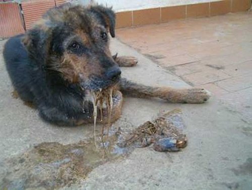 Συνελήφθη 60χρονος στα Χανιά για το θάνατο δύο σκυλιών