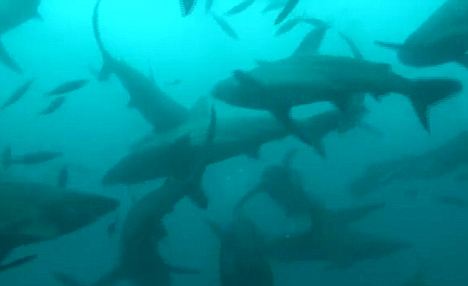 Χιλιάδες καρχαρίες σε απόσταση αναπνοής από τη Φλόριντα