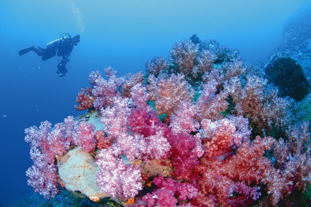 «Καμπανάκι» για τους κοραλλιογενείς υφάλους