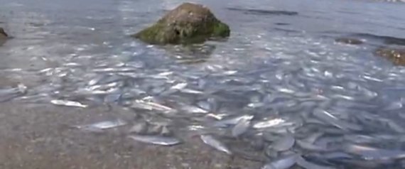 Χιλιάδες νεκρά ψάρια ξεβράστηκαν σε λίμνη