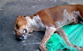 Φρικτός θάνατος για δεκάδες ζώα στο Ζάππειο