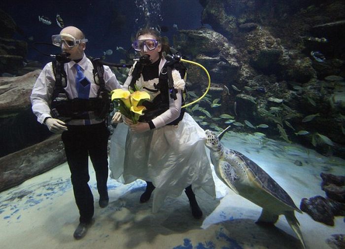 Υποβρύχιος γάμος και η χελώνα παρανυφάκι