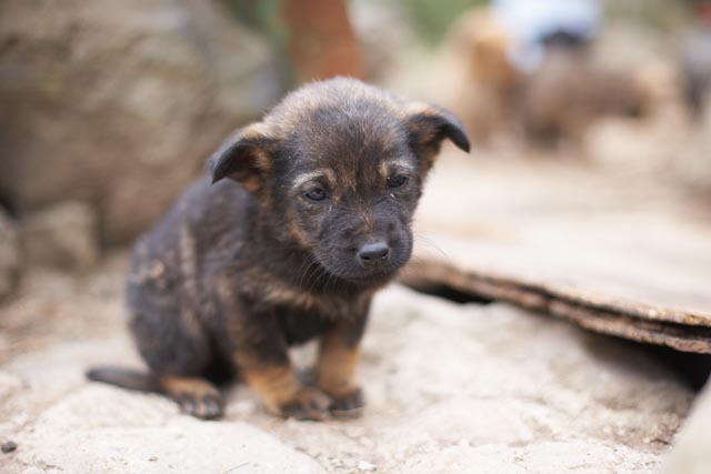 Σέρρες: Οχτώ σκυλάκια βρέθηκαν δεμένα σε δέντρα χωρίς τροφή και νερό