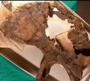Εντοπίστηκαν υπολείμματα του μεγαλύτερου δεινοσαύρου που έχει ανακαλυφθεί μέχρι τώρα