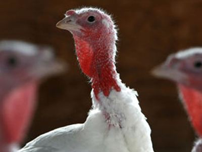 Μεγάλη ανησυχία στην Ολλανδία για τη γρίπη των πτηνών