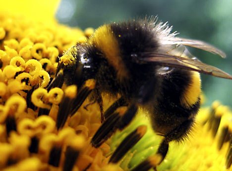 Ο θάνατος των μελισσών απειλεί τα αποθέματα τροφής