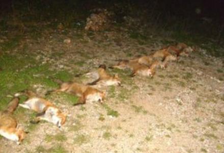 Φρικιαστική εξόντωση αλεπούδων