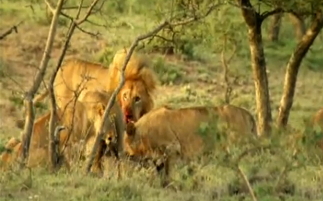 Έφθασαν στη Ν. Αφρική τα 33 λιοντάρια που διασώθηκαν από τσίρκο