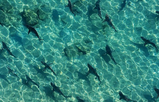 Προσοχή, κυκλοφορούν 10.000 πεινασμένοι καρχαρίες