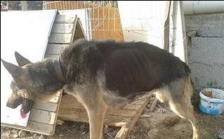 Φυλάκιση και χρηματική ποινή για κακοποίηση σκύλου