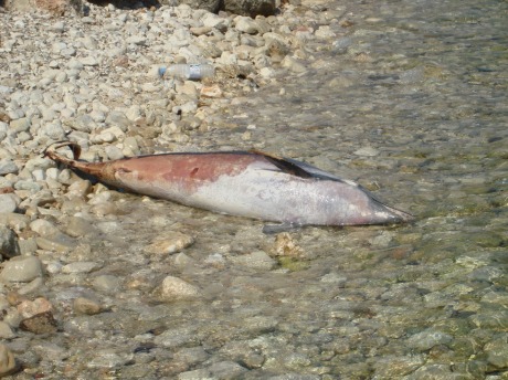 Δεύτερο νεκρό δελφίνι στον Αμβρακικό