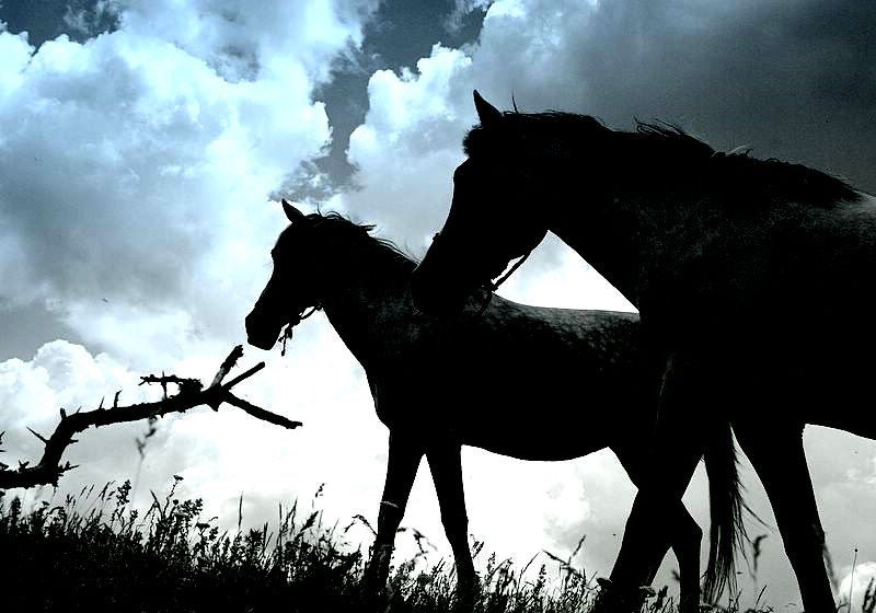 Ιός Δυτικού Νείλου: Κρούσματα σε άλογα σε Λάρισα και Ξάνθη