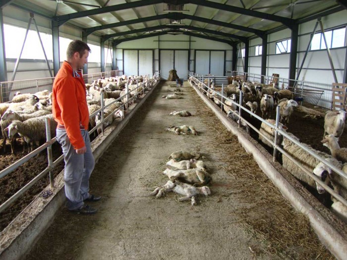Νέα εστία ευλογιάς σε κτηνοτροφική μονάδα στο Καλοχώρι