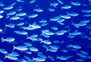 Η κλιματική αλλαγή στις θάλασσες «τρελαίνει» τα ψάρια