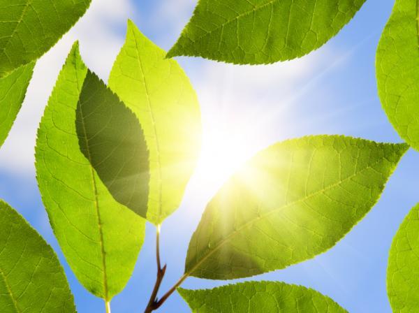 Τεχνητά φύλλα παράγουν ηλεκτρική ενέργεια