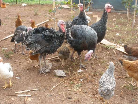 Κρούσμα της γρίπης των πτηνών σε μονάδα οικόσιτων πουλερικών στην Ακρινή Κοζάνης