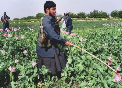 Αύξηση της καλλιέργεια οπίου στο Αφγανιστάν