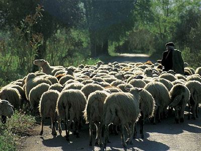 Διαφωνούν οι κτηνοτρόφοι με τον εθνικό φάκελο της νέας ΚΑΠ