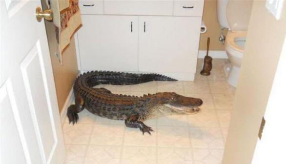 Ένας κροκόδειλος στο WC!