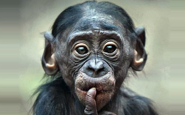 Οι χιμπατζήδες&#8230; ξέρουν!