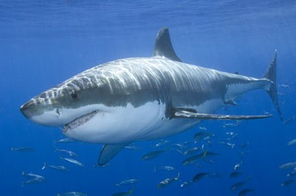 Επίθεση καρχαρία πίσω από εξαφάνιση κολυμβητή