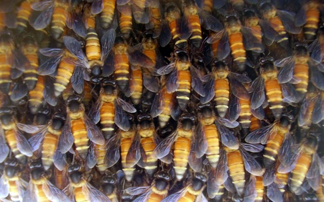 Τέσσερις νέοι ιοί «χτυπούν» τις μέλισσες