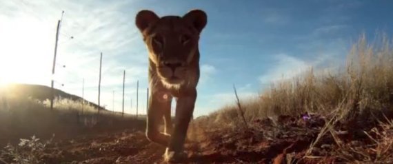 Λιοντάρι κλέβει κάμερα κινηματογραφικού συνεργείου