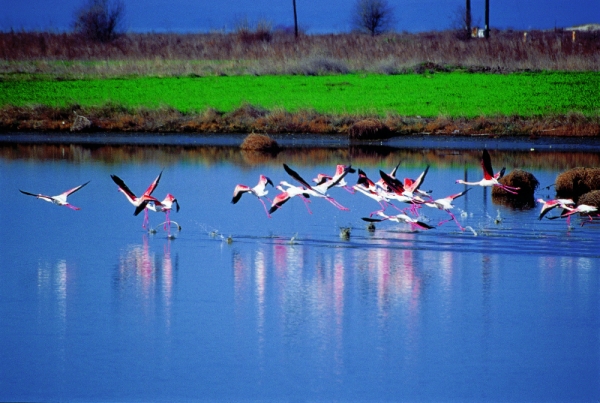 Απελευθέρωση πτηνών στη λίμνη Βιστωνίδα