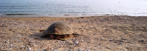 Δεκατρείς νεκρές χελώνες εντοπίστηκαν στην Αλεξανδρούπολη