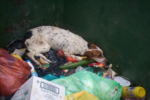 Πέταξαν σκύλο σε κάδο σκουπιδιών
