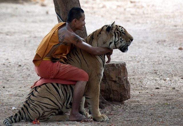 Απίστευτη φιλία μεταξύ μοναχού και τίγρης