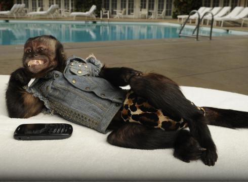 Όταν οι μαϊμούδες κάνουν λαμπρές εμφανίσεις στο Hollywood