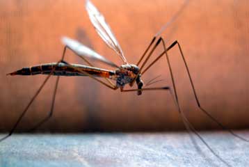 Σπάνιο είδος κουνουπιού πίσω από τον ιό του Δυτικού Νείλου