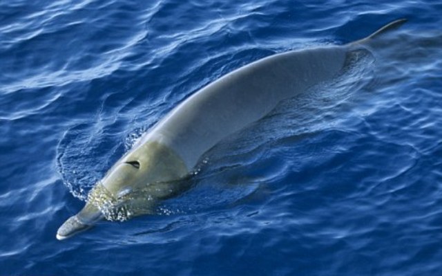 Οι ραμφοειδείς φάλαινες κατέπληξαν τους επιστήμονες