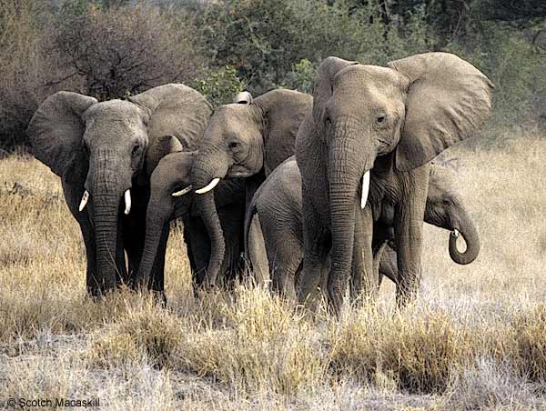 Ρεκόρ θανάτων ελεφάντων το 2011