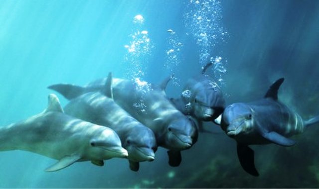 Δικαιώματα αντίστοιχα με αυτά των ανθρώπων για τα δελφίνια