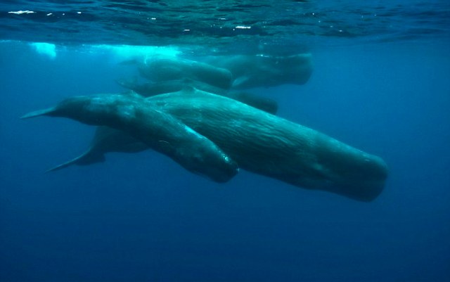 Επικίνδυνη η χρήση σόναρ για τις φάλαινες στο Ιόνιο