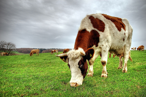 Υψηλά επίπεδα ραδιενέργειας σε βοοειδή στην Ιαπωνία
