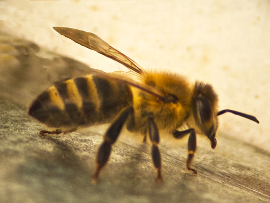 Ηλικιωμένη δέχτηκε «επίθεση» σμήνους μελισσών