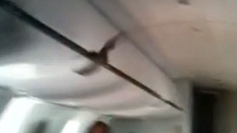 Μια νυχτερίδα έφερε τα «πάνω κάτω» σε αεροπορική πτήση
