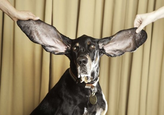 Ο σκύλος με τα μακρύτερα αυτιά στον κόσμο