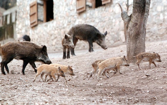 Κοπάδια αγριογούρουνων ψάχνουν τροφή μέσα στα σπίτια