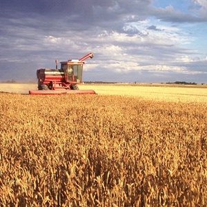 Εγκρίθηκε η καλλιέργεια ΓΤΟ στην ΕΕ