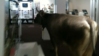 Η αγελάδα που&#8230; ψώνισε από το εμπορικό κέντρο!