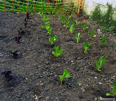 Καλλιεργήστε τα λαχανικά σας σε δημοτικό λαχανόκηπο