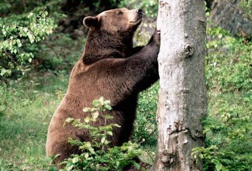 Σκότωσαν δύο αρκούδες για να θεραπευτούν από τον καρκίνο