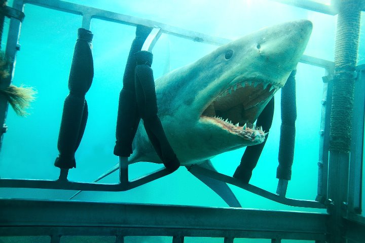 Οι καρχαρίες πιο τρομακτικοί από ποτέ