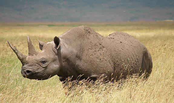 Εξαφανίστηκε ο μαύρος ρινόκερος της δυτικής Αφρικής
