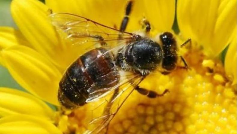Οι μέλισσες εγκαταλείπουν την Αττική